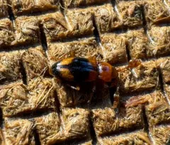Phymaphora californica thumbnail 2