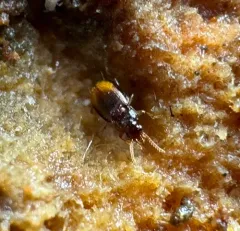 Mioptachys flavicauda thumbnail 4