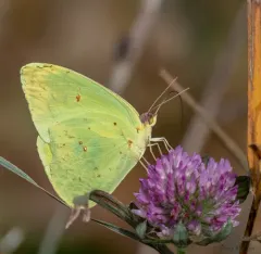 Cloudless Sulphur thumbnail 4