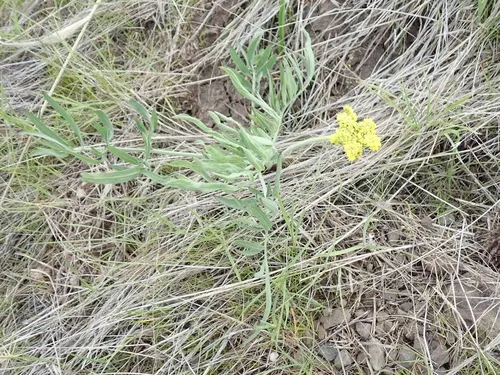Lomatium anomalum