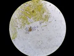 Ramsbottomia asperior thumbnail 1
