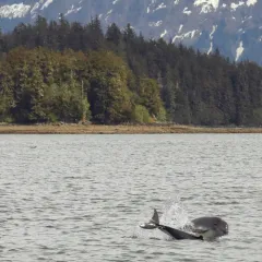 Harbour Porpoise thumbnail 3