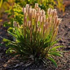Hairy Plantain thumbnail 2