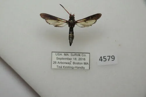 Banded Ash Borer Moth