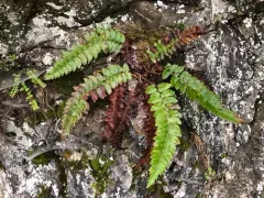 California shield fern thumbnail 4