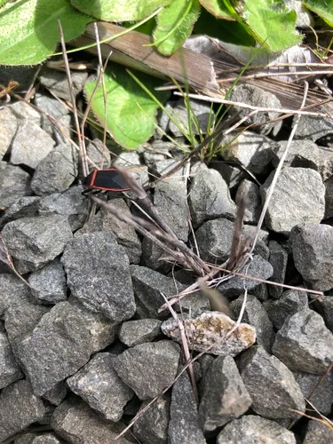 California Bordered Plant Bug