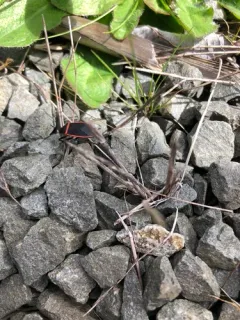 California Bordered Plant Bug thumbnail 1