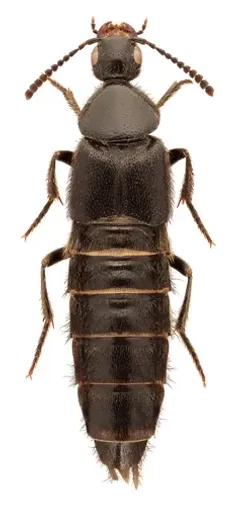 Tympanophorus puncticollis thumbnail 3