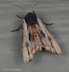 American Swordgrass Moth thumbnail 1
