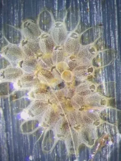 Juxtacribrilina annulata thumbnail 3