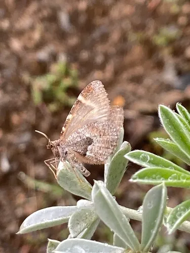 Stamnodes coenonymphata