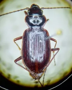 Nebria crassicornis thumbnail 2