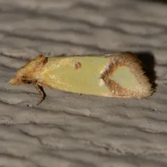 Knapweed Root Moth thumbnail 4