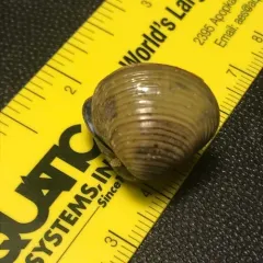 Asian Clam thumbnail 3