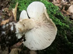 Tricholoma michiganense thumbnail 1