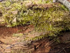 Palmate Germanderwort thumbnail 1