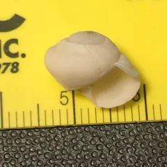 Great Basin Ramshorn thumbnail 2