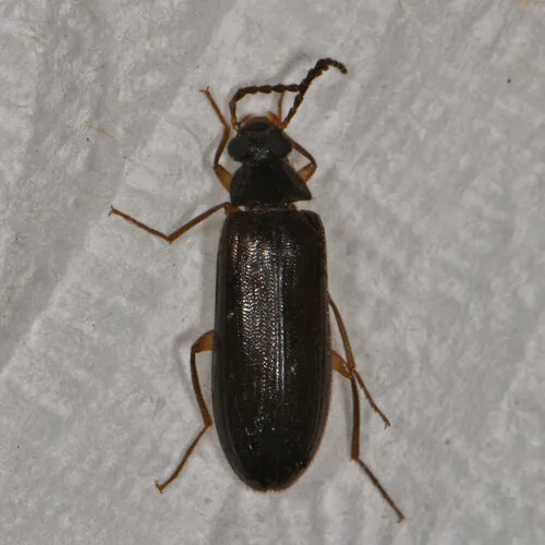 Mycetochara bicolor