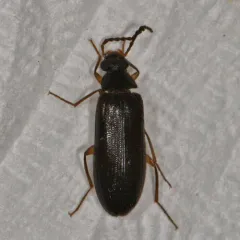 Mycetochara bicolor thumbnail 1