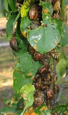 Apoecilus bracteatus thumbnail 1