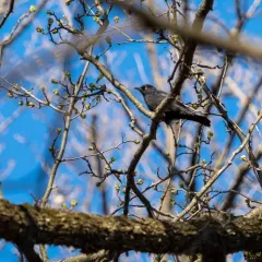 Rusty Blackbird thumbnail 2