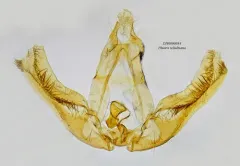 Large Marble thumbnail 1