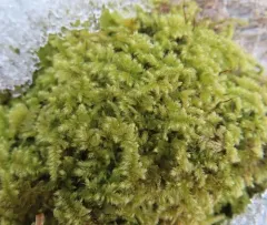 Comb-moss thumbnail 4