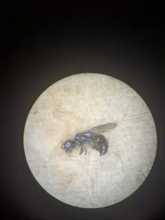 Passaloecus gracilis thumbnail 2