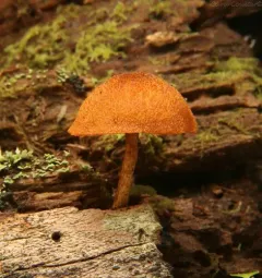 Phaeomarasmius proximans thumbnail 3