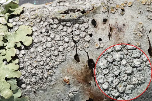 Powdered Wart Lichen