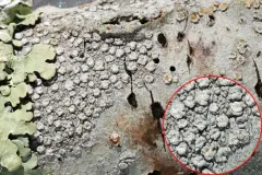 Powdered Wart Lichen thumbnail 1