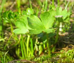 Two-spike Larkspur thumbnail 3