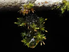 Orthotrichum columbicum thumbnail 3