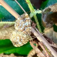 Enchoria lacteata thumbnail 2
