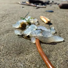 Opalescent Inshore Squid thumbnail 2