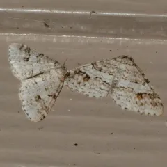 Welsh Wave Moth thumbnail 4