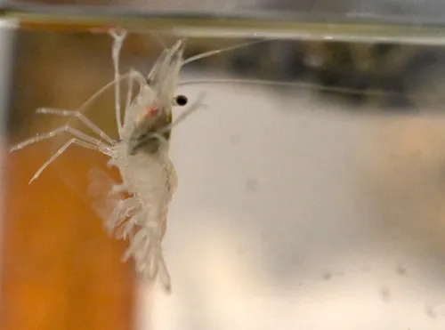 Eastern Grass Shrimp