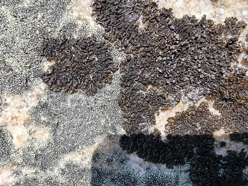 Montanelia saximontana