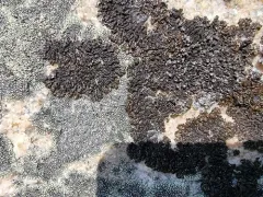 Montanelia saximontana thumbnail 1