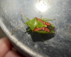 Juniper Shield Bug thumbnail 2