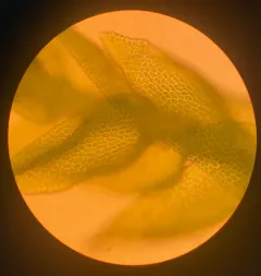 Macoun's Heterocladium Moss thumbnail 2