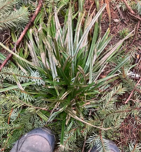 Henderson's Sedge