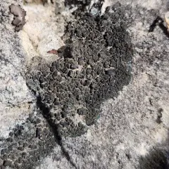 Blackthread Lichen thumbnail 2