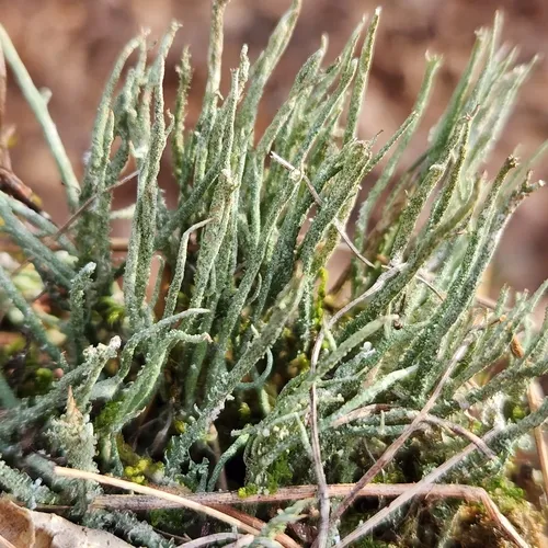 Mealy Forked Cladonia