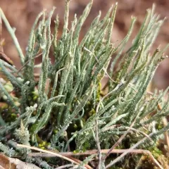Mealy Forked Cladonia thumbnail 1