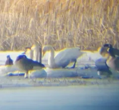 Whooper Swan thumbnail 4