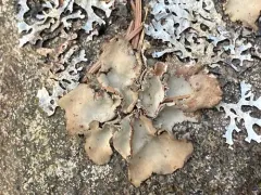 Granulating Rocktripe Lichen thumbnail 3