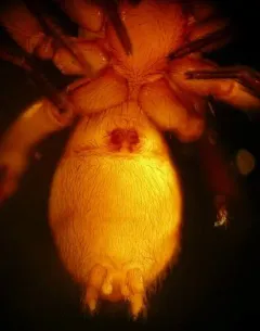 Swollen Meshweaver thumbnail 4