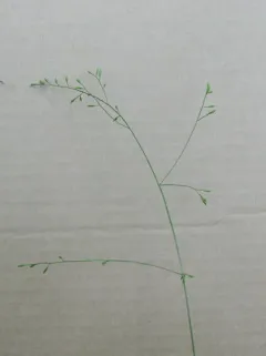 Bog Bluegrass thumbnail 1