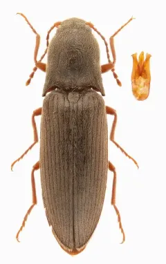 Stable Click Beetle thumbnail 3